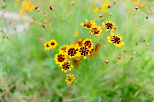Yellow Flowers in the Grass
