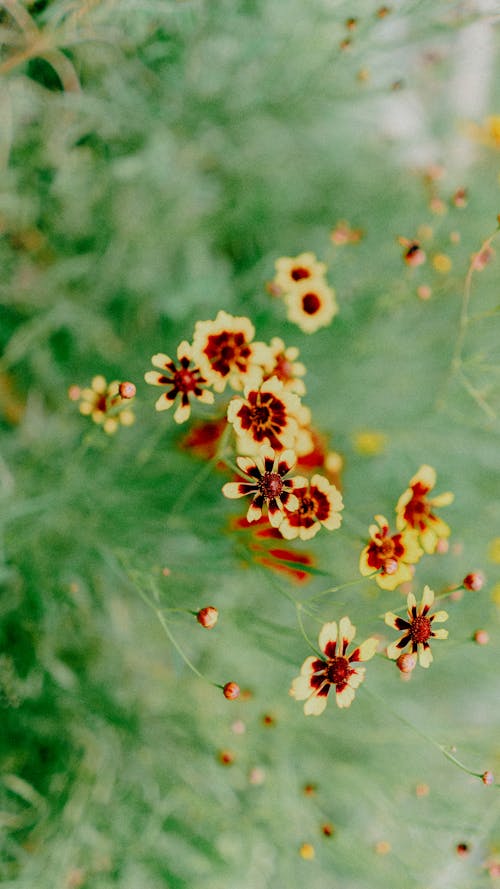 Základová fotografie zdarma na téma krása v přírodě, květiny, příroda