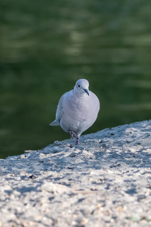 Foto profissional grátis de ave, branco, foco seletivo