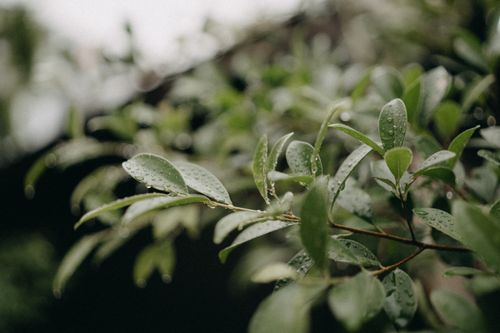Free Detailed close-up image of fresh green leaves with raindrops, blurred background. Stock Photo