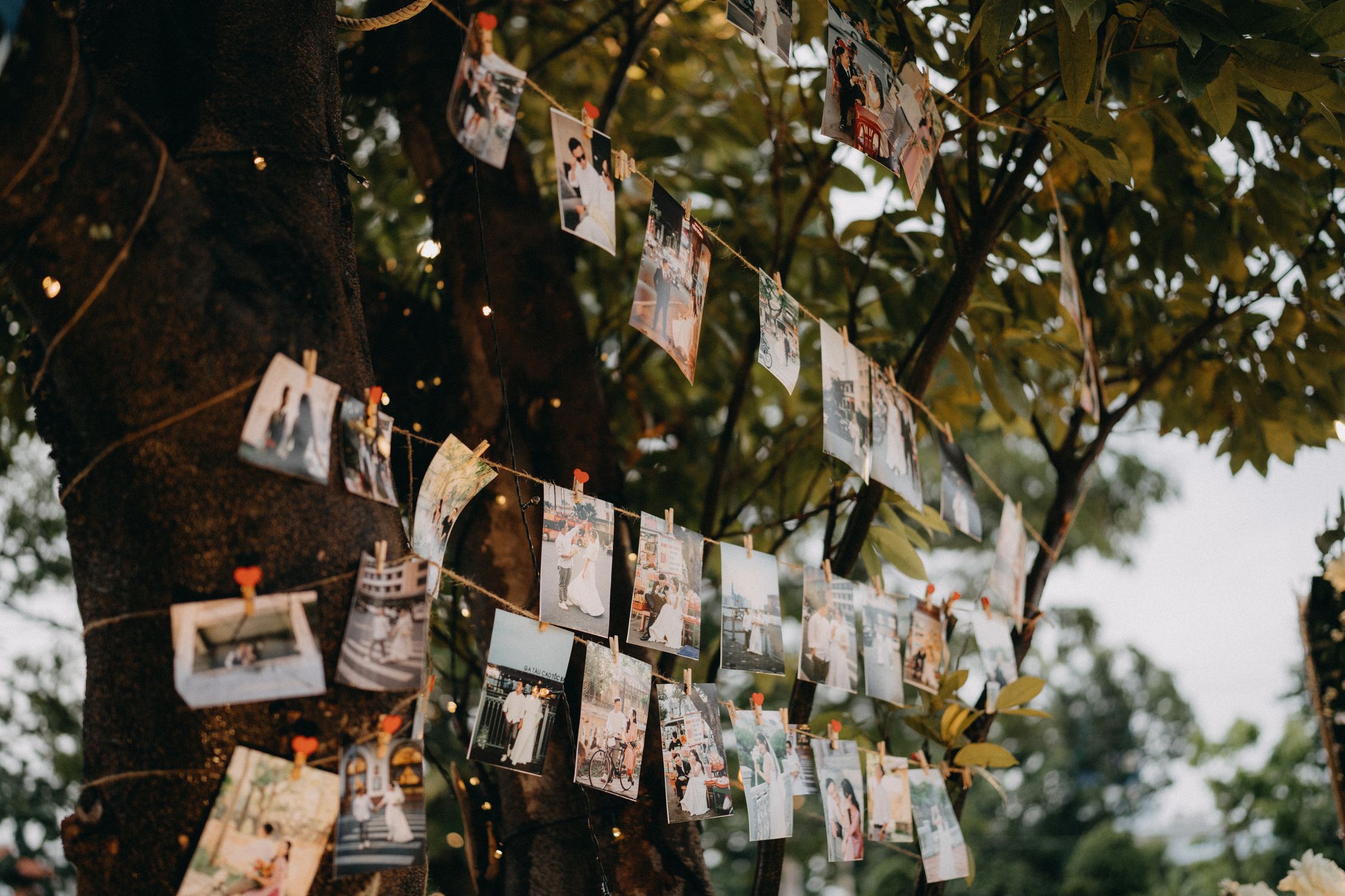 Tree String S From Rrof Pictures Hanging on Strings Attached to Trees in a Garden · Free Stock ...