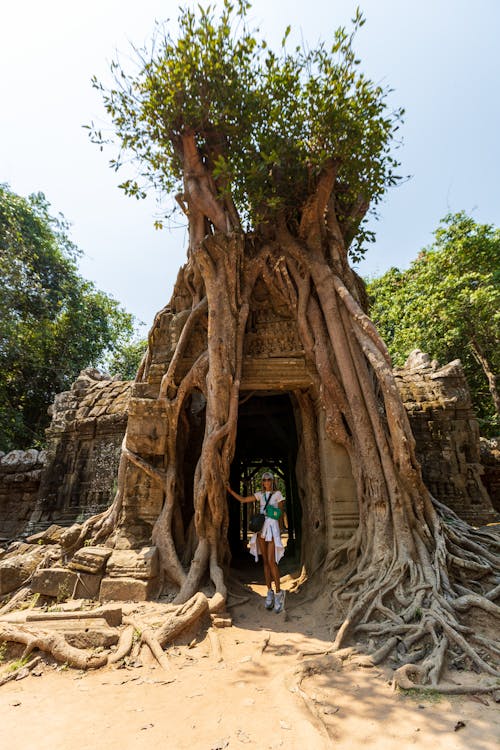 Free Huge Roots of a Tree on a Temple Ta Som Gate in Angkor Wat complex at Siem Reap, Cambodia Stock Photo