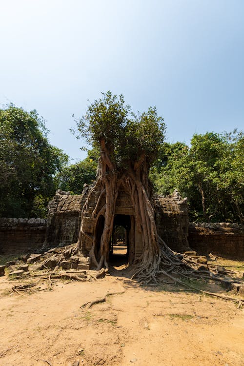 Free Huge Roots of a Tree on a Temple Ta Som Gate in Angkor Wat Complex at Siem Reap, Cambodia Stock Photo