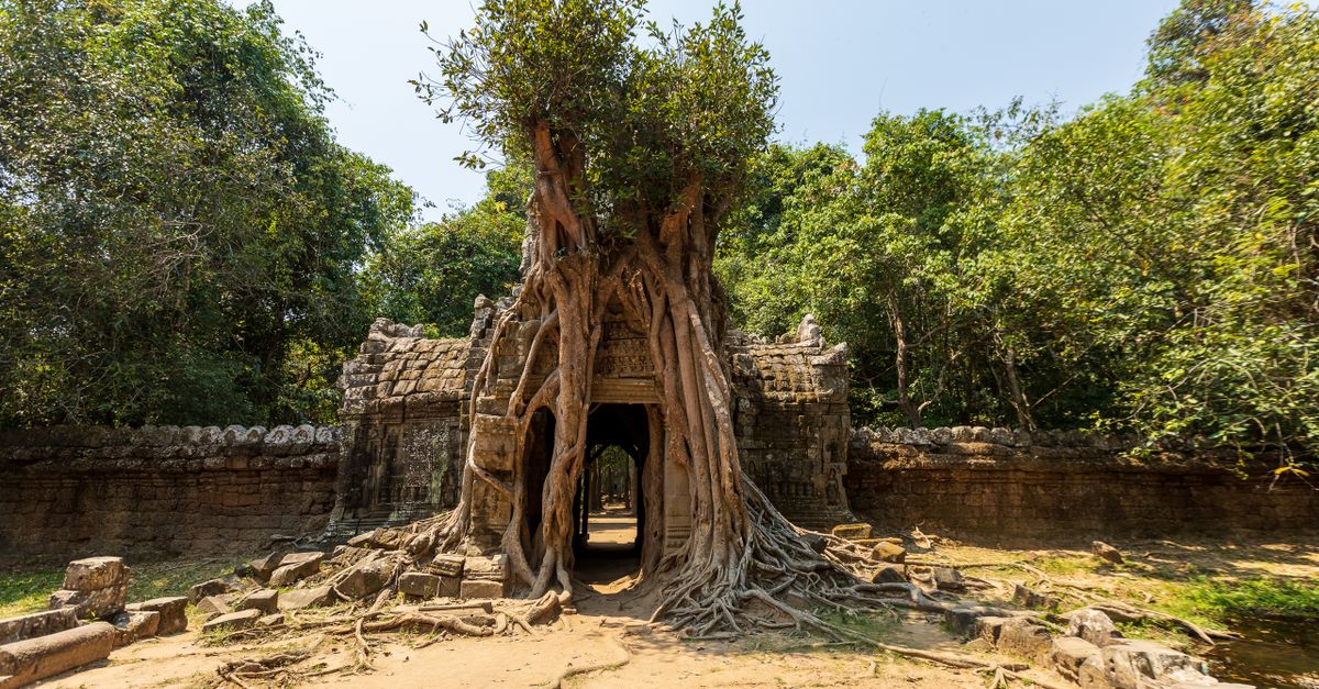 Tree Wrapped Around Building Tree Wrapping around the Passage · Free Stock Photo