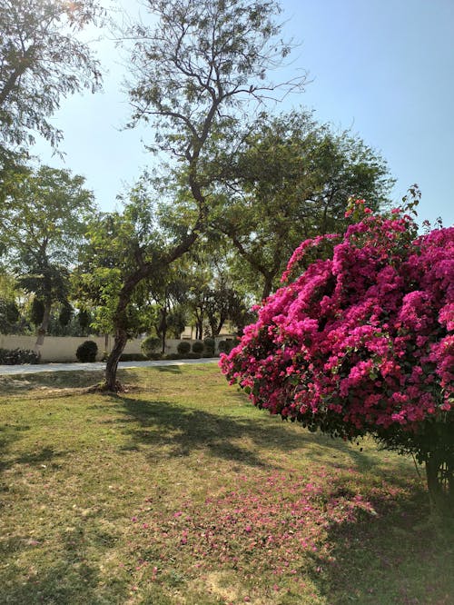 Free stock photo of bougainville, flower, pink