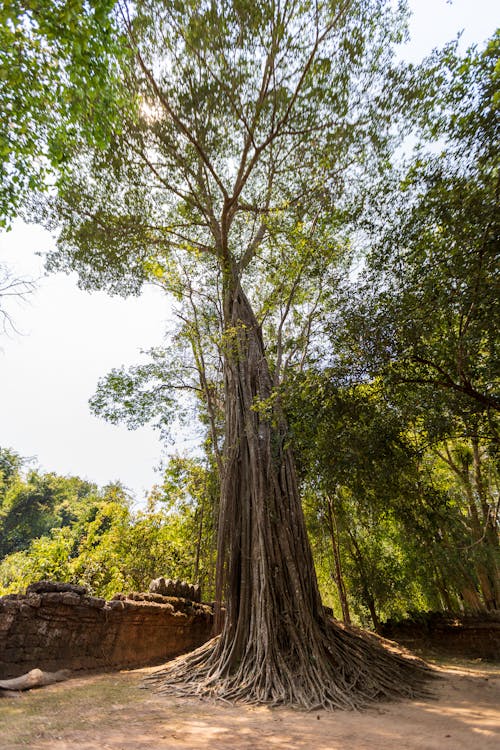 Temple Ruins at the Angkor Wat Complex, Siem Reap, Cambodia