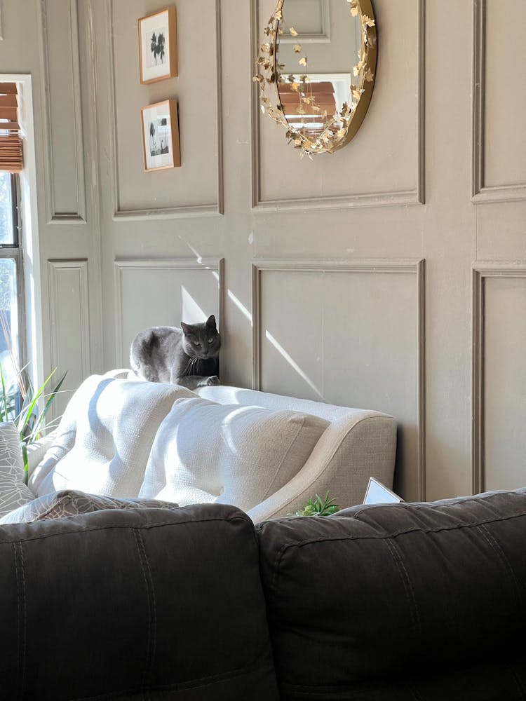 Cat Lying Down On Couch In Room