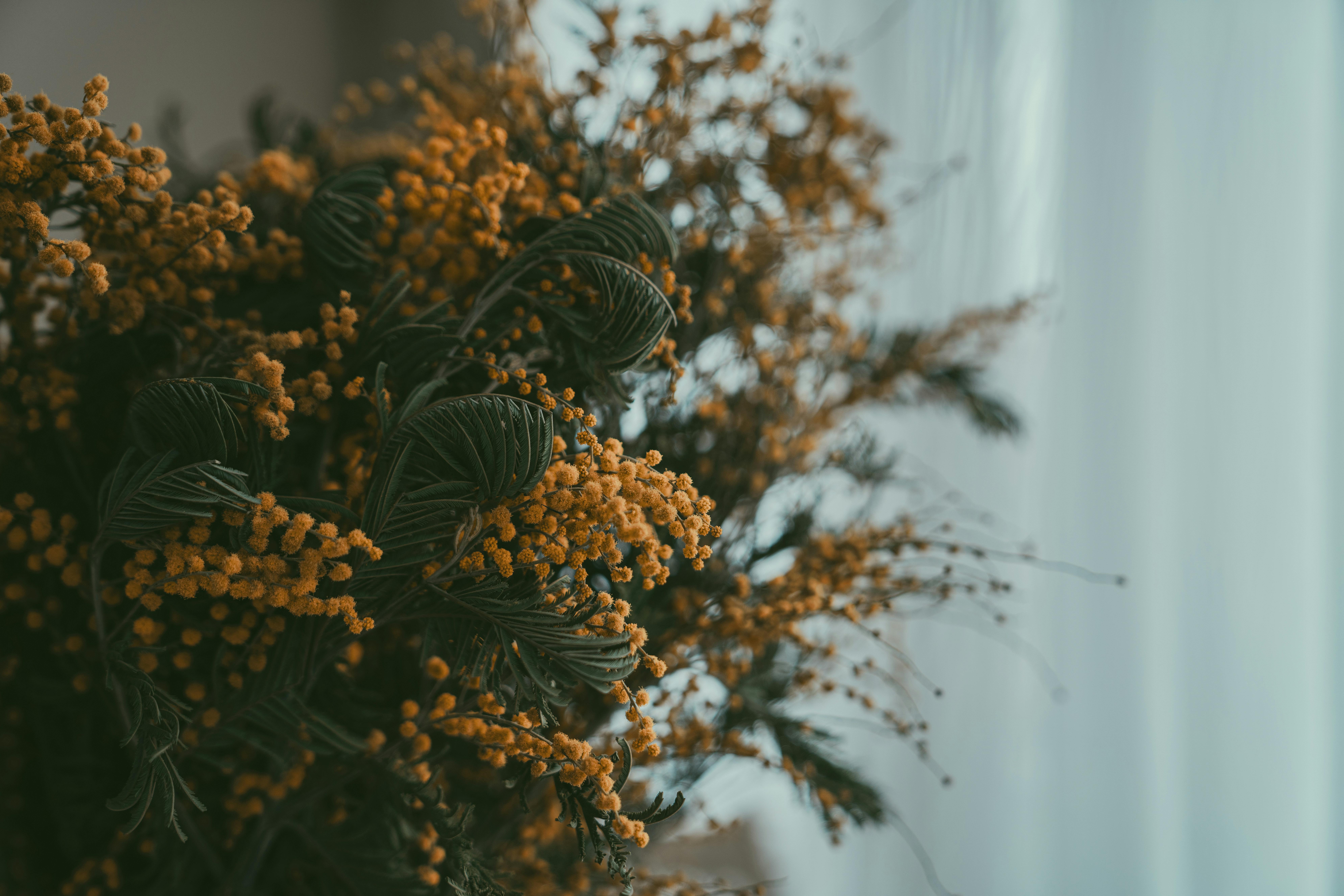 A close up of some dried plants with some white flowers · Free Stock