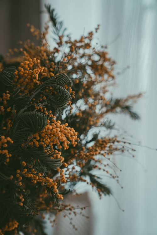 Free A close-up of vibrant yellow mimosa flowers and lush green leaves, creating a fresh decorative display. Stock Photo