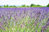 夏日阳光下，郁郁葱葱的薰衣草田盛开，色彩鲜艳