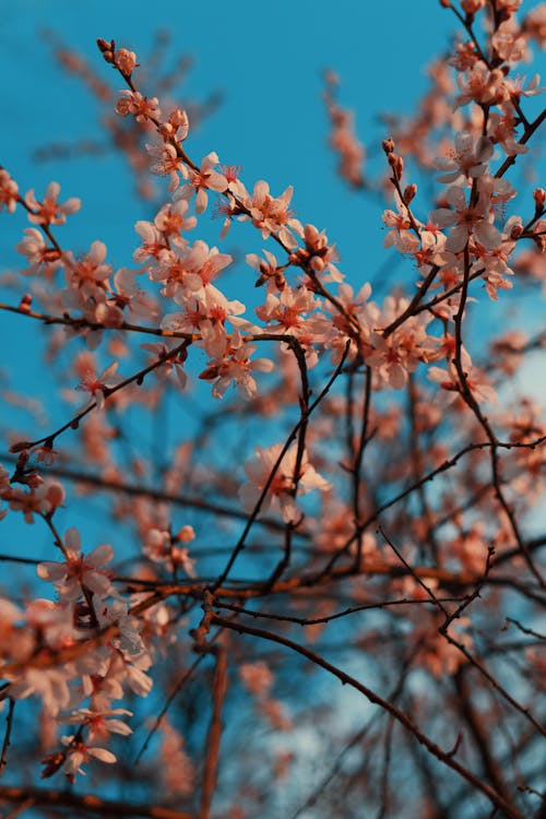 Closeup of a Pink Blossoming Tree
