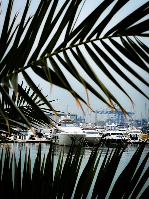 Motor Yachts Moored on Sea Shore