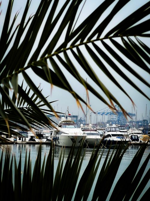 Free A serene view of luxury yachts moored at an Istanbul marina through palm leaves. Stock Photo