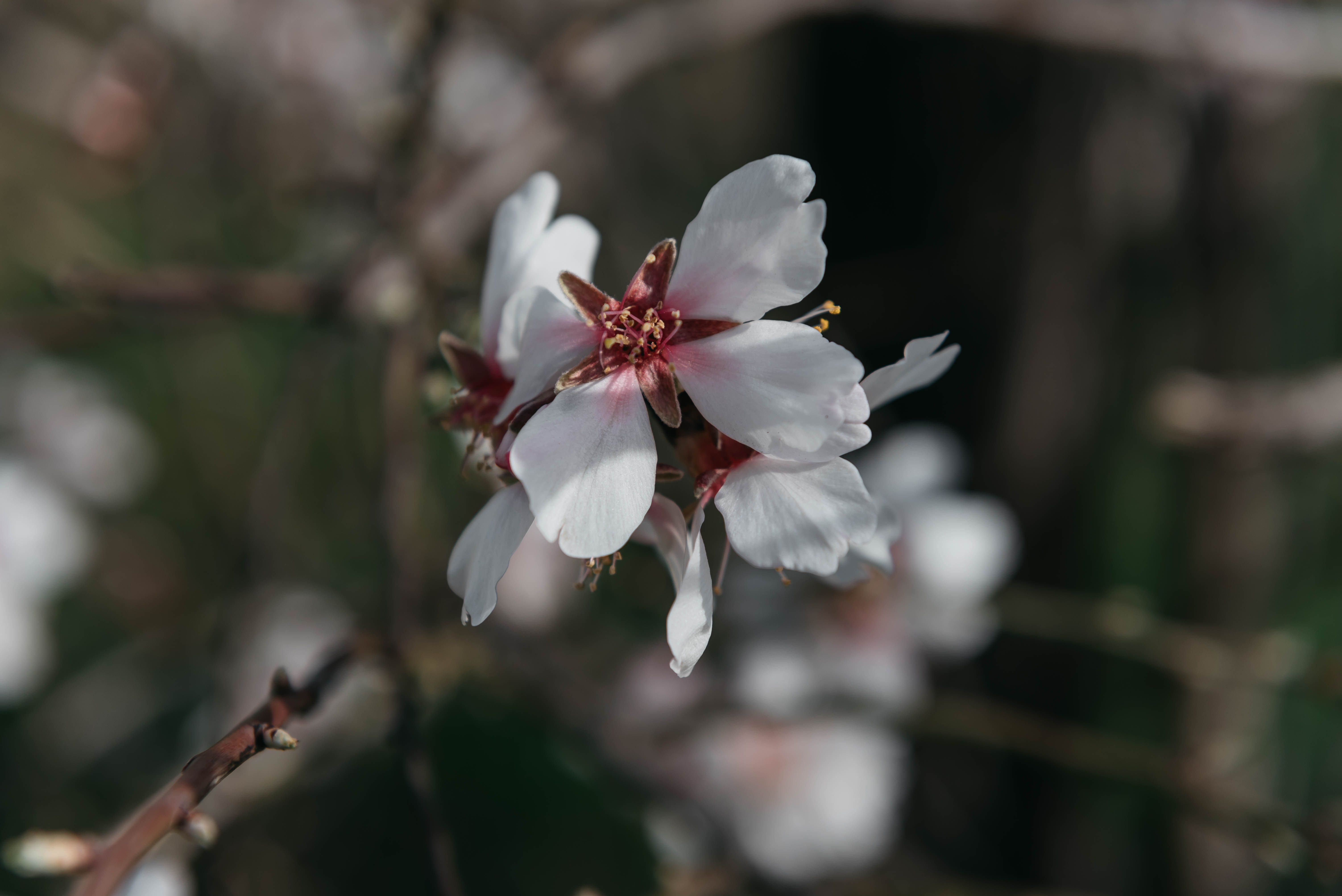 White Cherry Blossom · Free Stock Photo