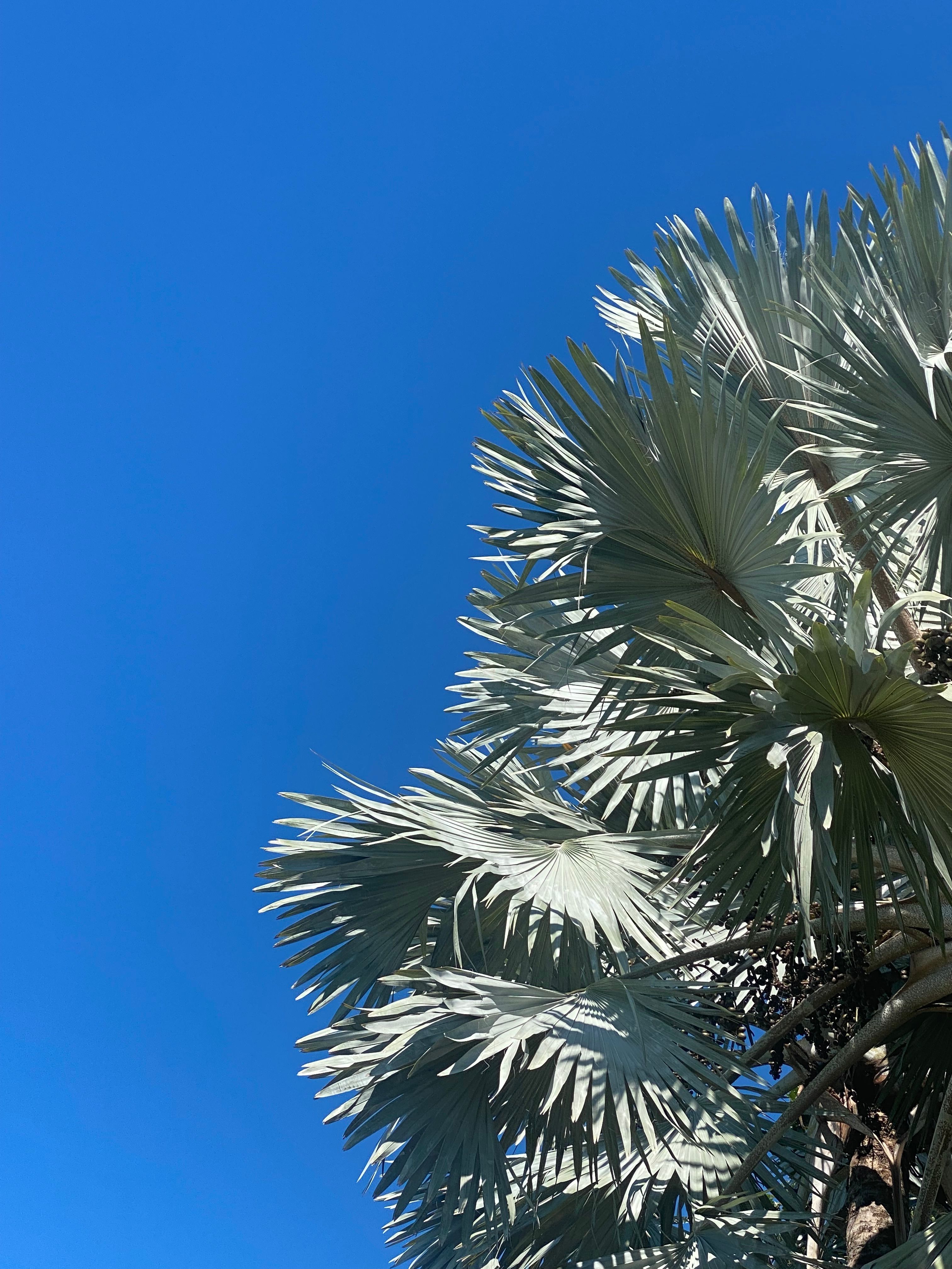 Green Trees under Clear Sky · Free Stock Photo
