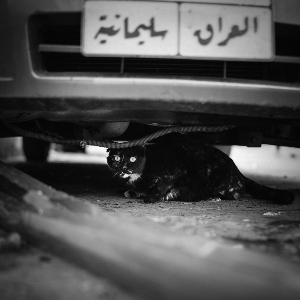 Black cat hiding beneath a parked car on a city street