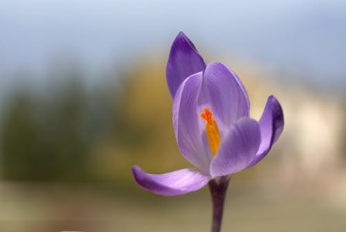 가을, 갈매기, 꽃의 무료 스톡 사진