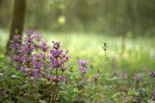Purple flowers in the woods with green grass