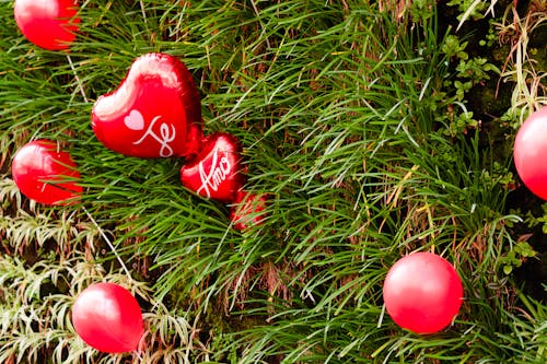 Close-up of a Shrub Decorated with Red and Heart Shaped Balloons for Valentines Day 