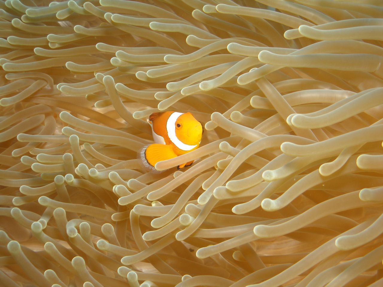 vibrant clownfish swimming through sea anemones in underwater bali ind