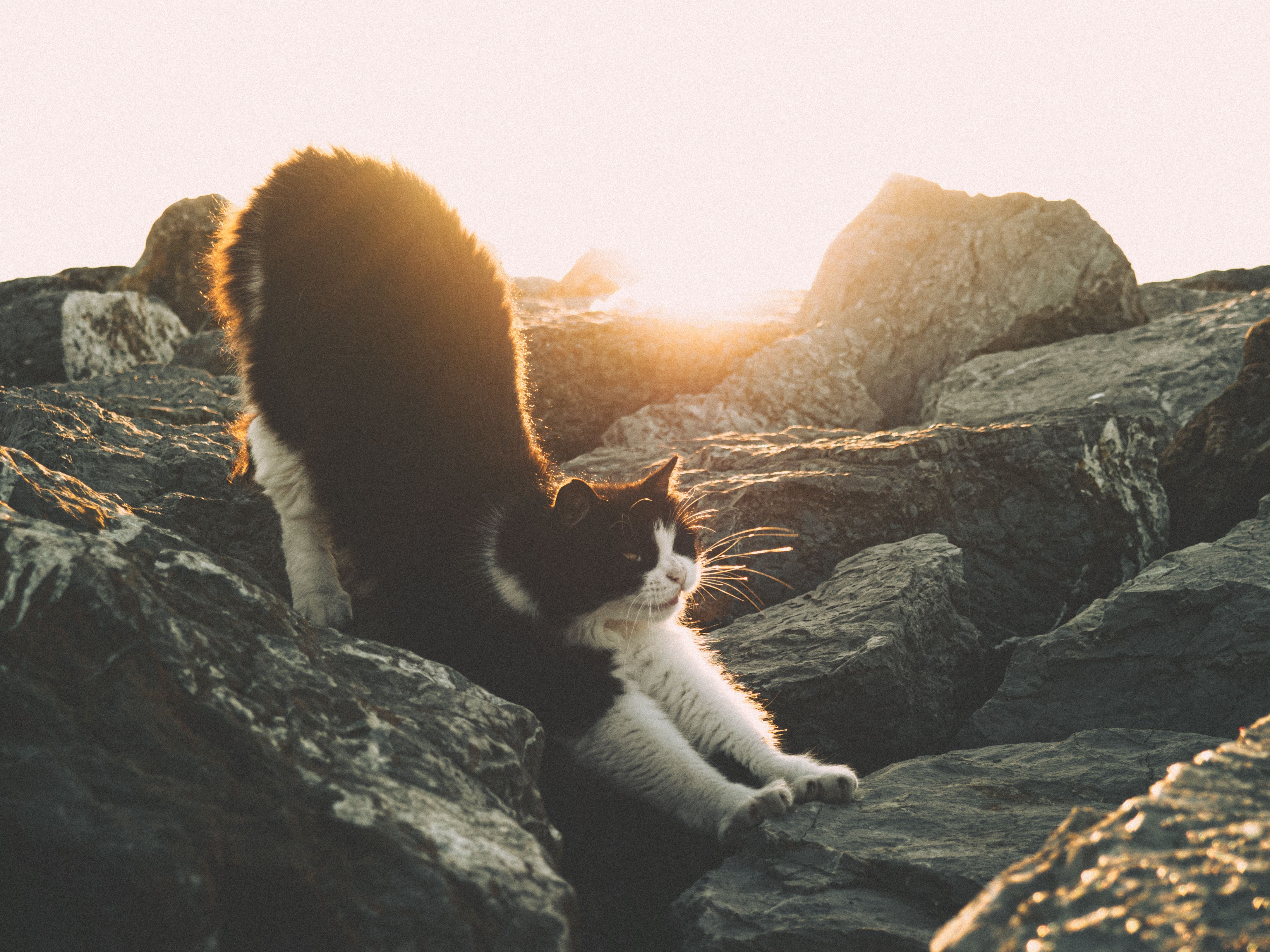 A black and white cat stretches gracefully on rocks during a serene sunset.