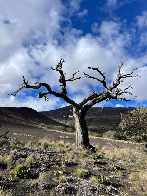 Free A lone dead tree stands stark against a rugged mountainous background under a vibrant sky. Stock Photo