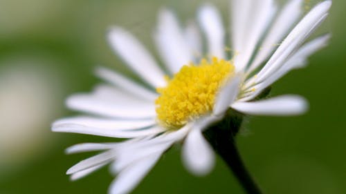 Селективный фокус фотографии цветка с белыми лепестками в цвету