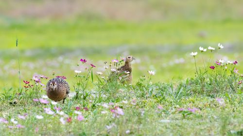 Free Two Ring-Necked Pheasants explore a vibrant meadow filled with blooming wildflowers on a sunny day. Stock Photo