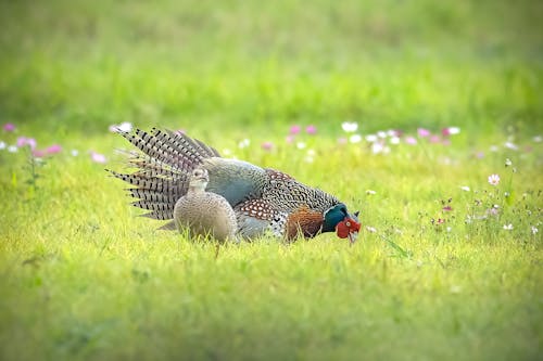 Gratis lagerfoto af baggrund, blomster, fasan