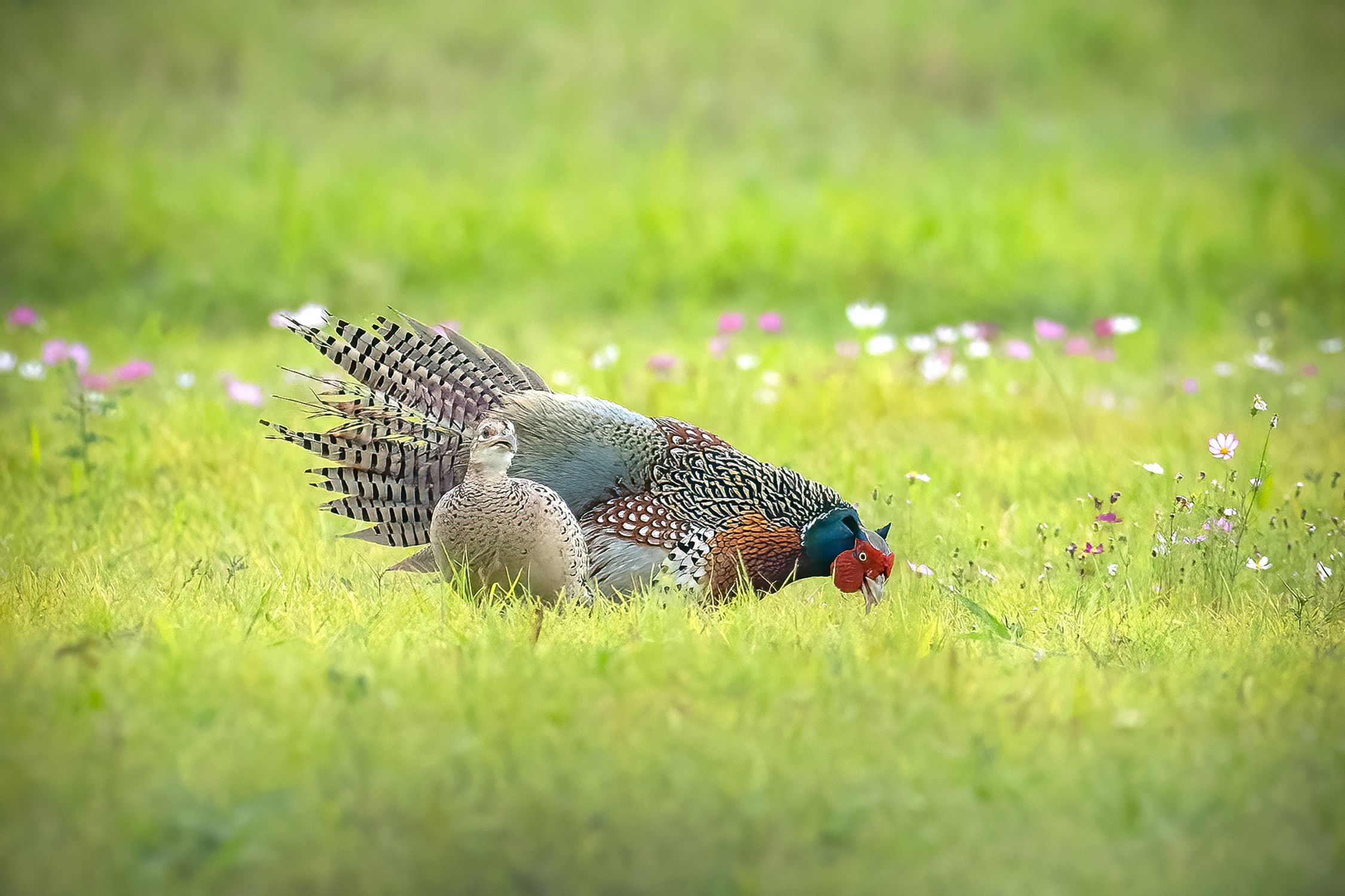 Bird Rass Birds on Grass · Free Stock Photo