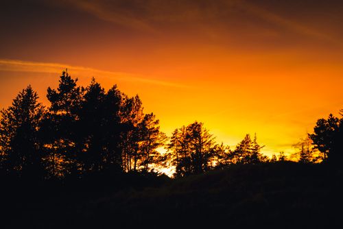 Free Captivating silhouette of trees against a vibrant sunset sky in Tversted, Danmark. Stock Photo