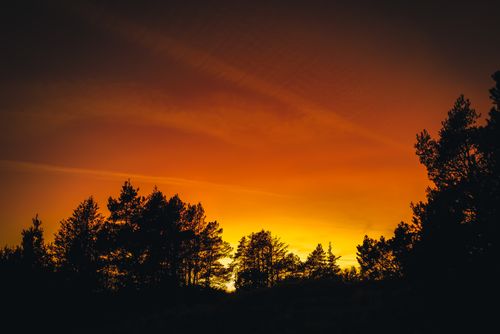 Free Beautiful silhouette of trees against a vibrant orange sunset in Tversted, Denmark. Stock Photo