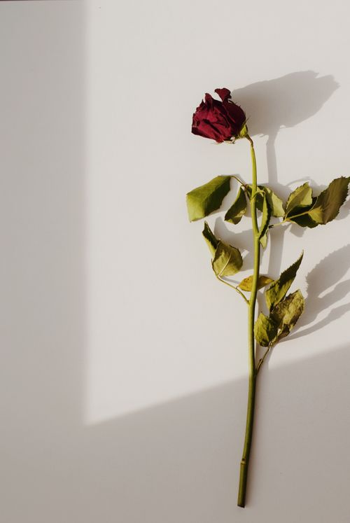 Free Elegant close-up of a single red rose with leaves on a white background, casting a shadow. Stock Photo