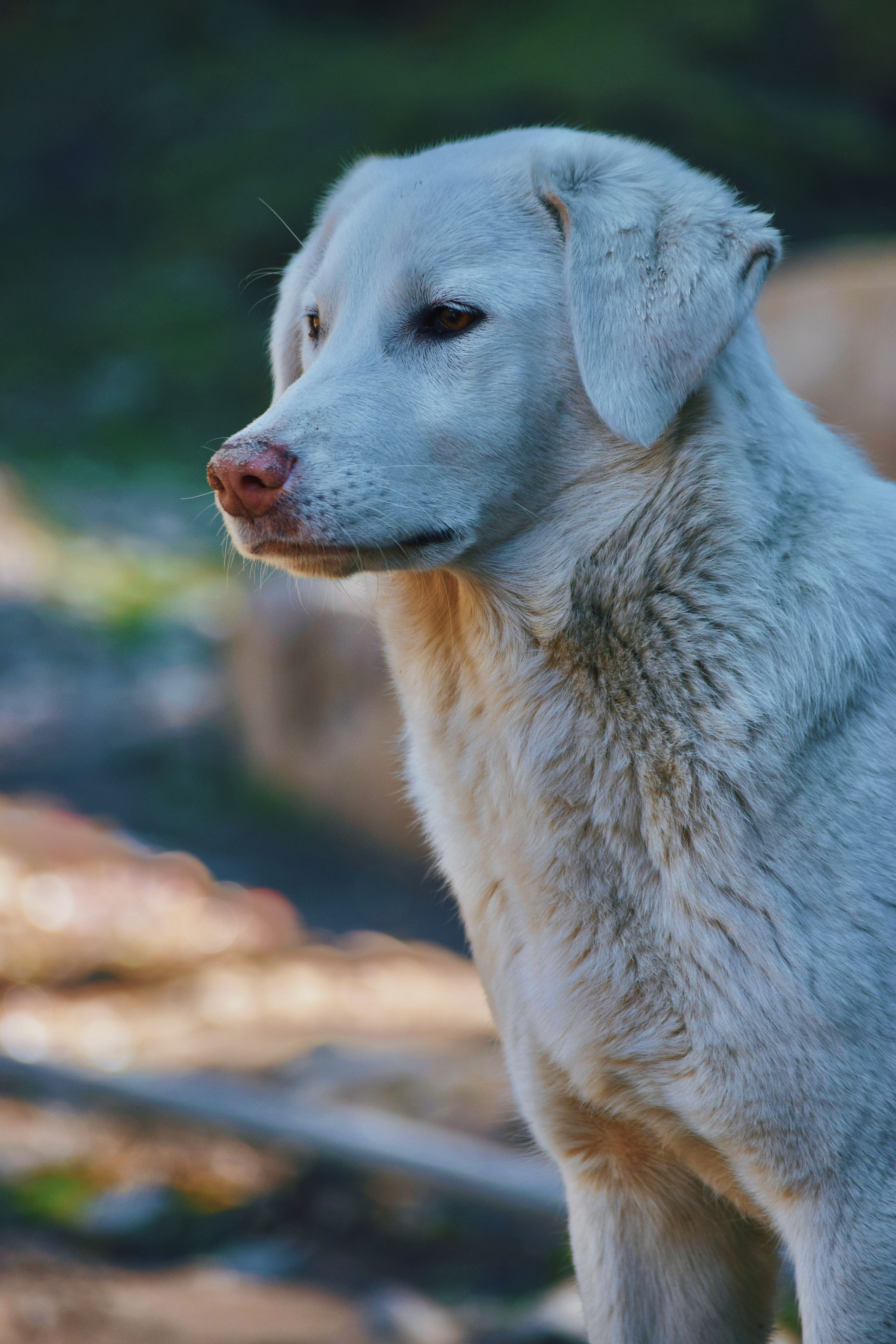 A Dog with Light Brown Fur Sitting Outside · Free Stock Photo