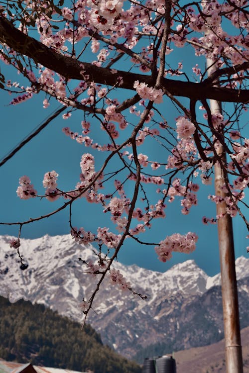 Blossoms on Cherry Tree in Mountains