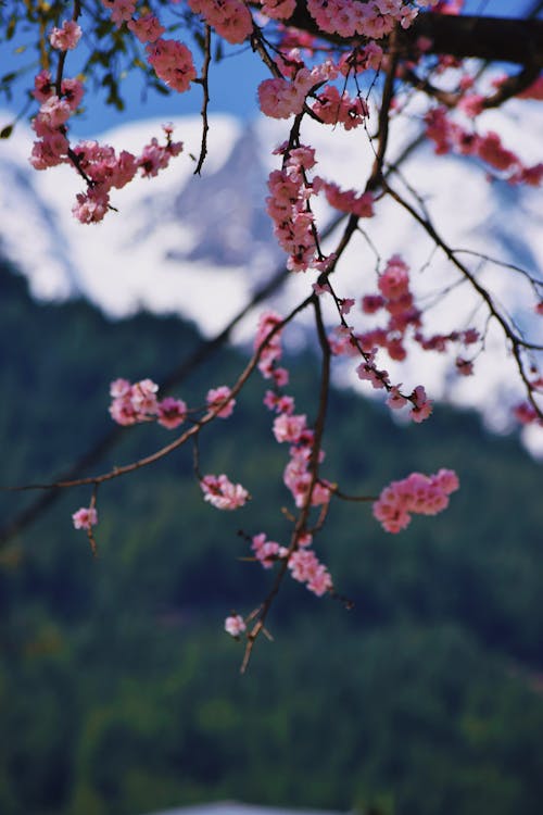 Pink Cherry Blossoms