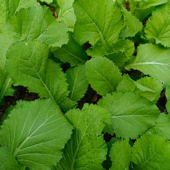No Added Fat Mustard Greens