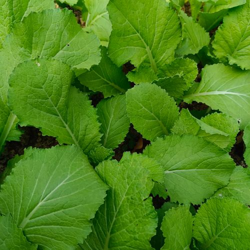 Free Close-up view of vibrant green mustard leaves in Cambodia, showcasing natural freshness. Stock Photo