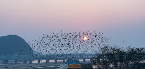 Безкоштовне стокове фото на тему «birds_flying, Захід сонця, птахи»