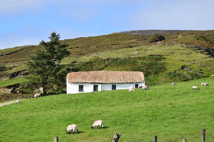 Sheep Grazing On A Grass Field 