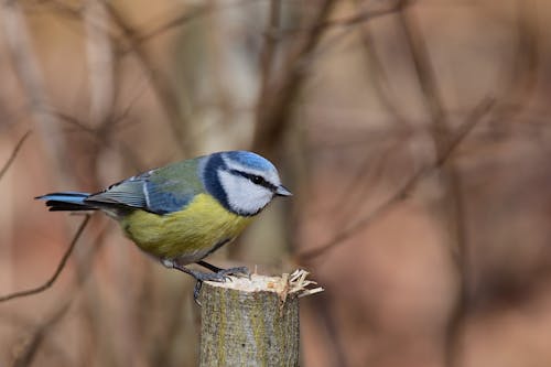 Darmowe zdjęcie z galerii z natura, pień, przysiadać