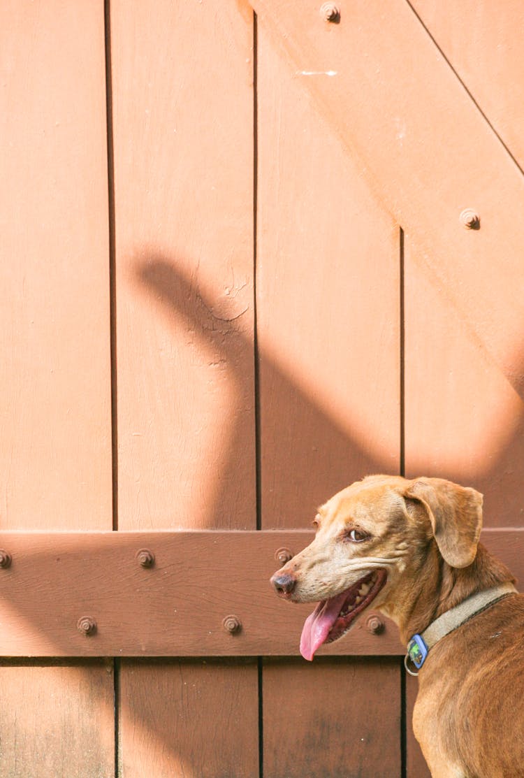 A Dog Next To Old Wooden Door 