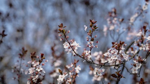 Kostnadsfri bild av blomning, fjäder, körsbär