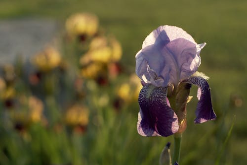 A purple iris is in the middle of a field