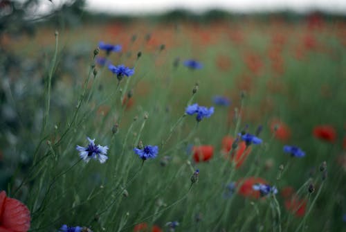 A field of red and blue flowers with a green grass