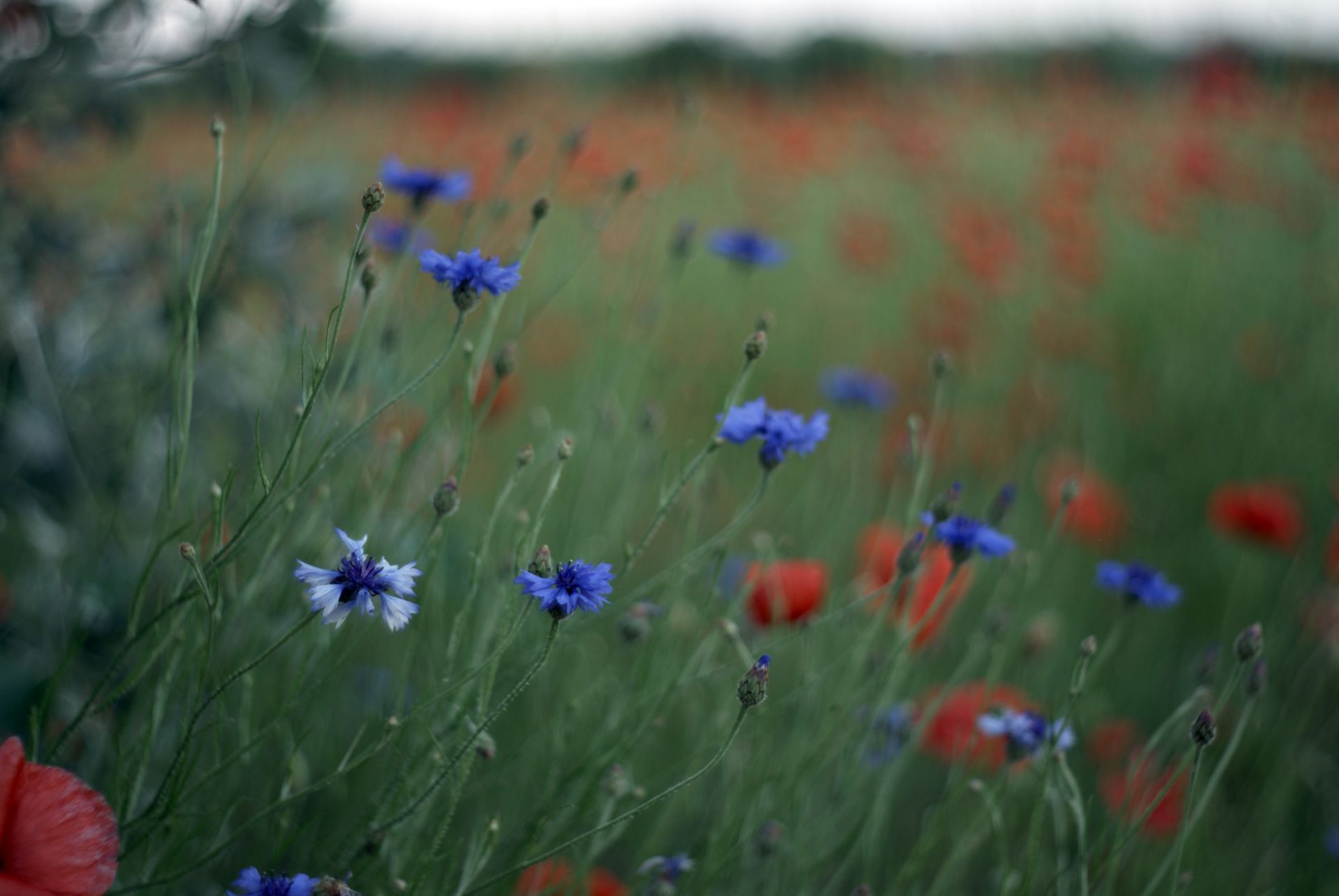 A serene meadow with vibrant blue cornflowers and red poppies in bloom, capturing the essence of summer.