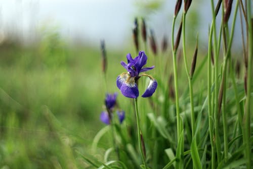 A purple iris flower in a field of tall grass