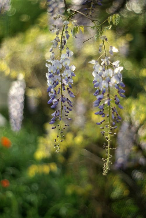 A wisteria hanging from a tree in the garden
