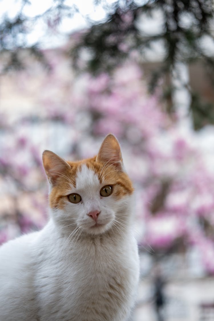 Close Up Of Cat Head