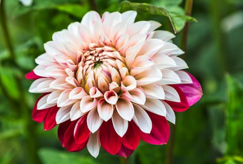 Single Dahlia in Close Up